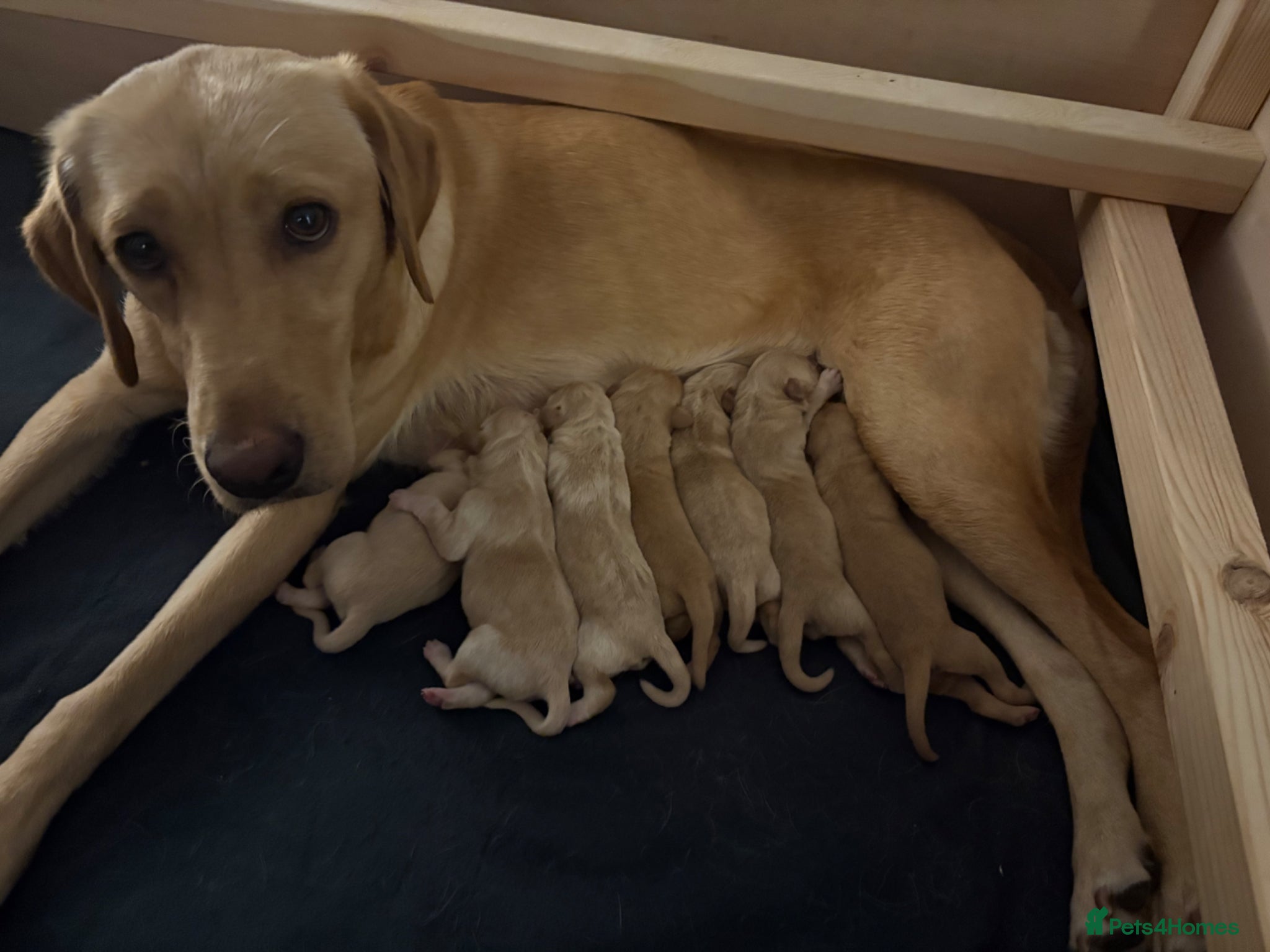 Labrador Retriever dogs Exceptionally Health Tested Champion Pedigree Pups - Advert 1