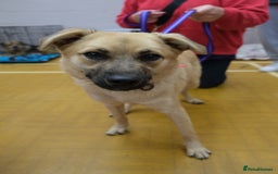 Mixed Breed dogs for adoption: Luanna - Norwich Norfolk  - Image 9