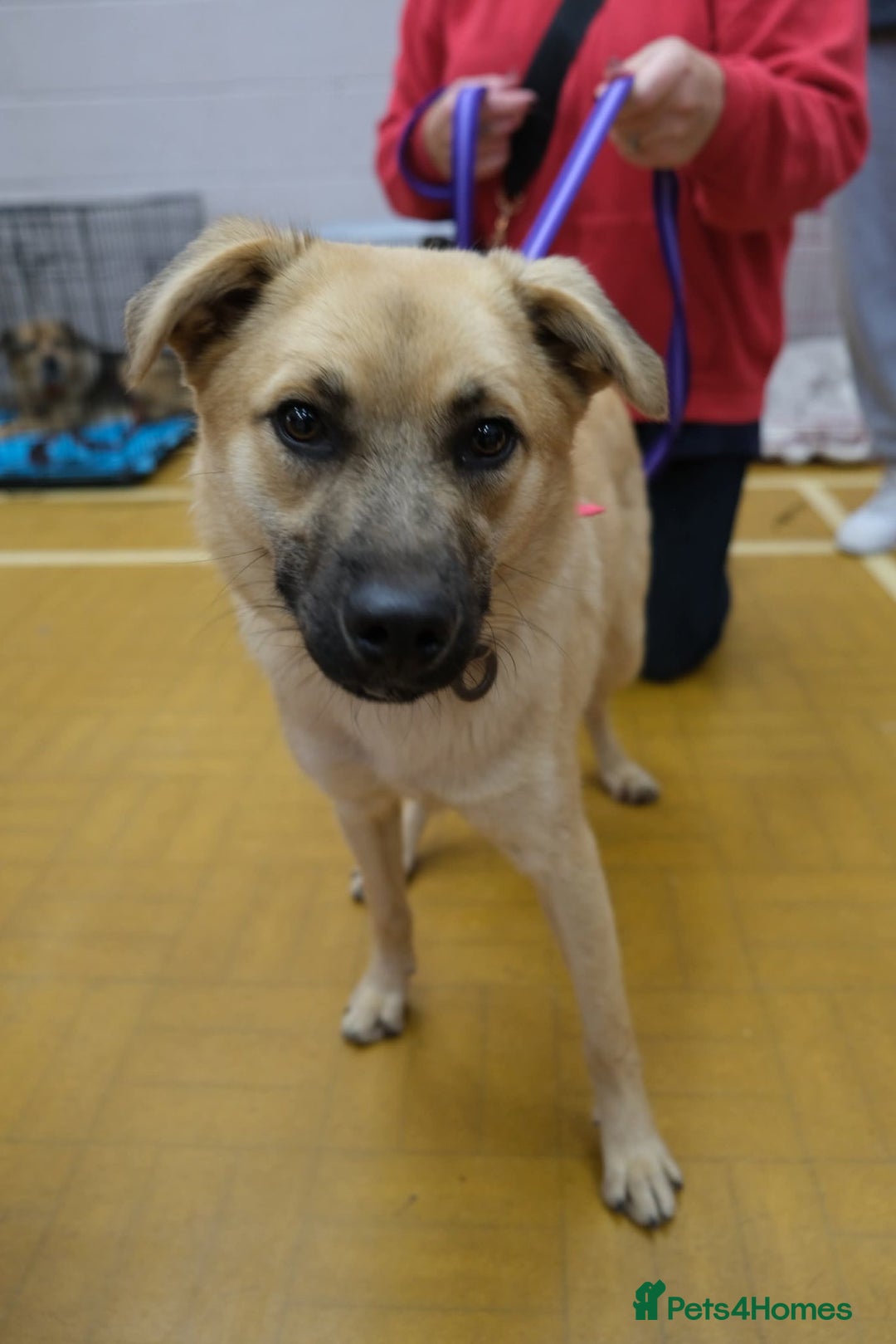 Mixed Breed dogs for adoption: Luanna - Norwich Norfolk  - Image 9