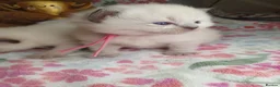 Ragdoll cats for sale: 💖 Two Gorgeous Ragdoll girls for sale 💖 - Advert 5