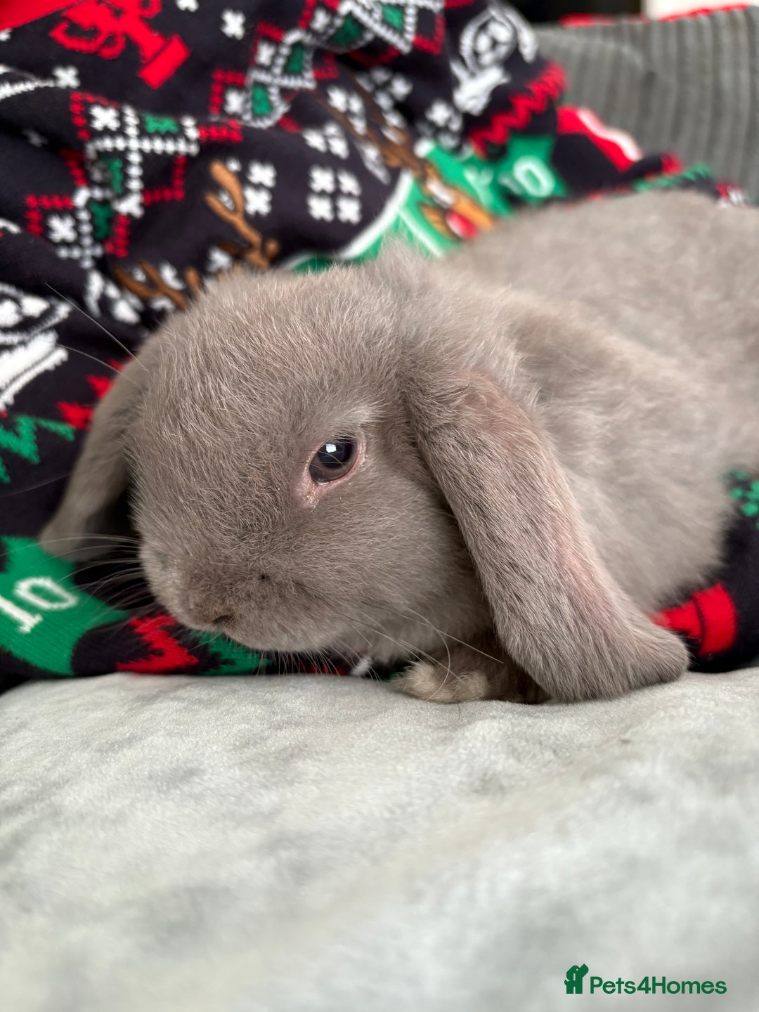 Mini Lop rabbits for sale: Mini lop female  - Advert 3