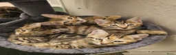 Bengal cats for sale: Bengal kittens for sale  - Advert 7
