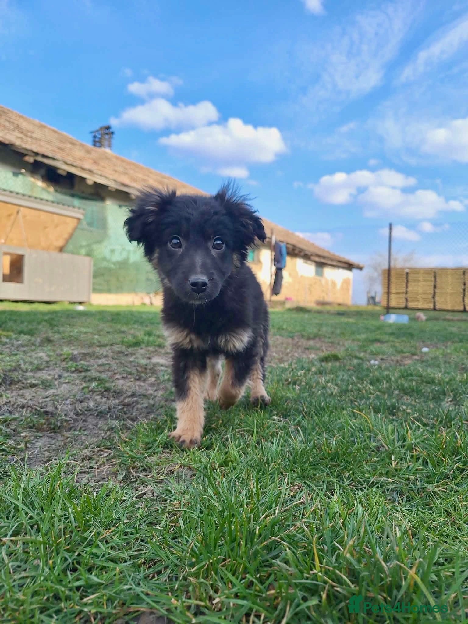 Mixed Breed dogs Raspberry for adoption - Advert 8