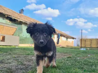 Mixed Breed dogs Raspberry for adoption - Advert 8