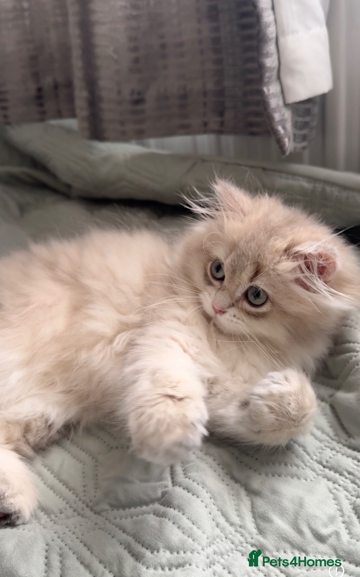 British Longhair cats Adorable British longhair   - Advert 1