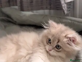 British Longhair cats Adorable British longhair - Advert 1