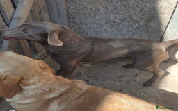 Labrador Retriever dogs for sale: Labrador for sale  - Image 2