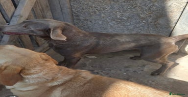 Labrador Retriever dogs - Advert 14