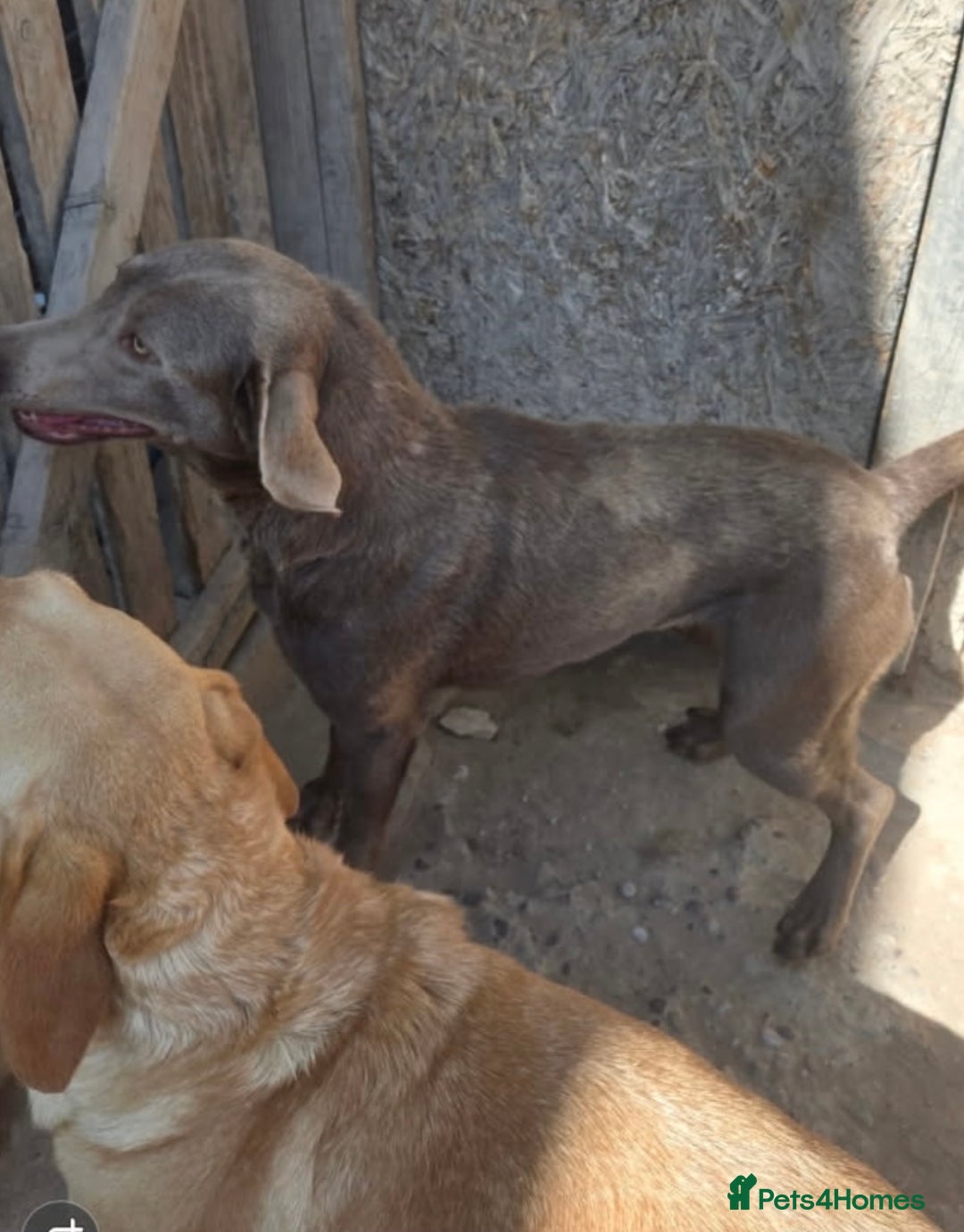 Labrador Retriever dogs for sale: Labrador for sale  - Image 2