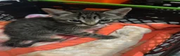 British Shorthair cats for sale: 4 adorable kittens looking for loving homes - Advert 21