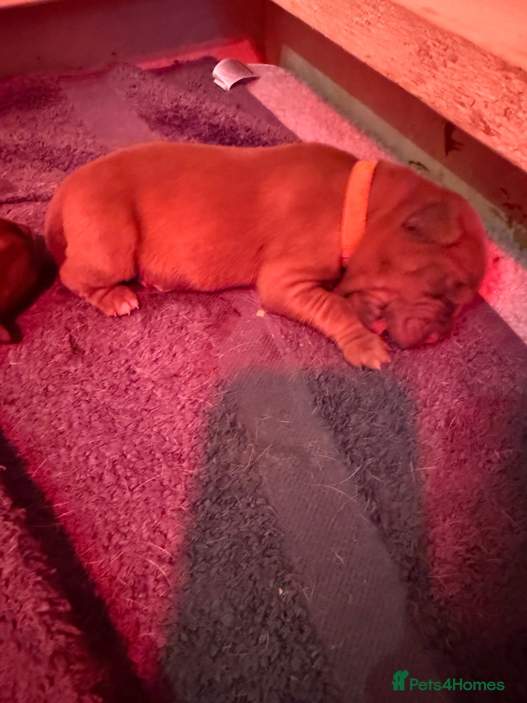 Dogue De Bordeaux dogs for sale: DOGUE DE BORDEAUX PUPPIES AVAILABLE 16/03/26 - Advert 33