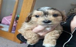Cockapoo dogs for sale: 4 beautiful F1B Cockapoo puppies  - Image 6