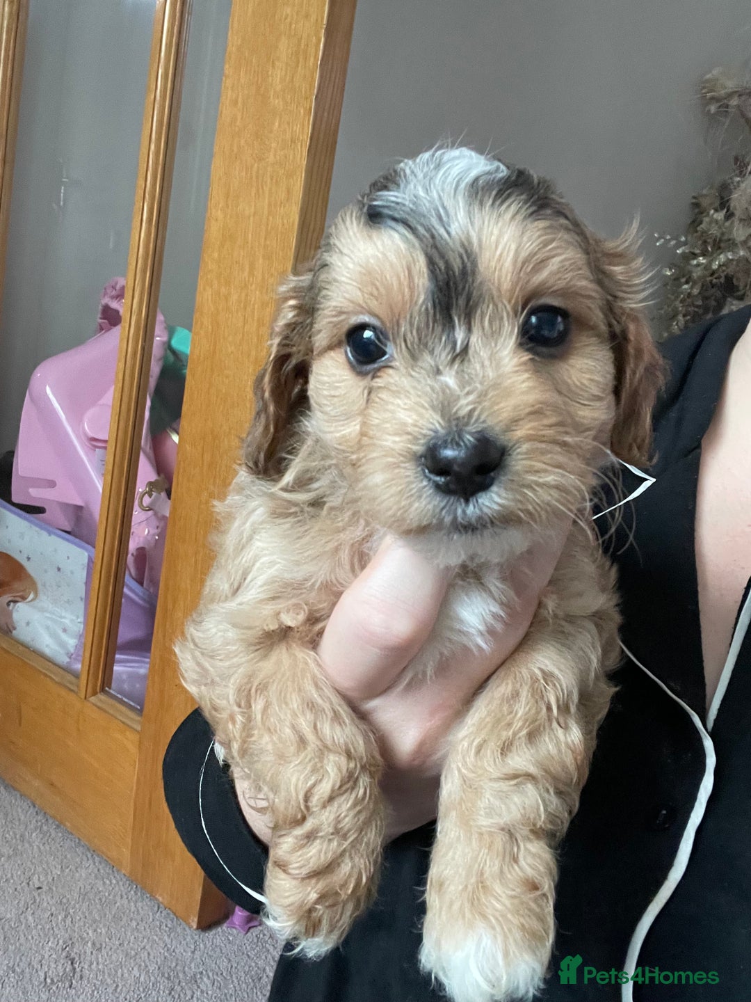 Cockapoo dogs for sale: 4 beautiful F1B Cockapoo puppies  - Image 6