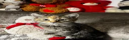 Mixed Breed cats for sale: Adorable tabby kittens  - Advert 2