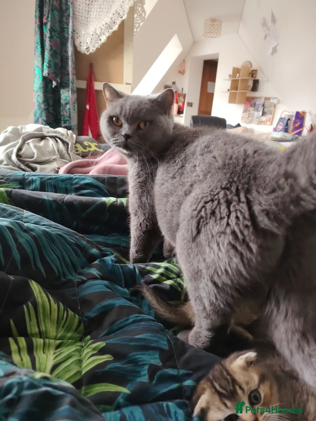 British Shorthair cats for sale: Beautiful British shorthair kittens  - Advert 12