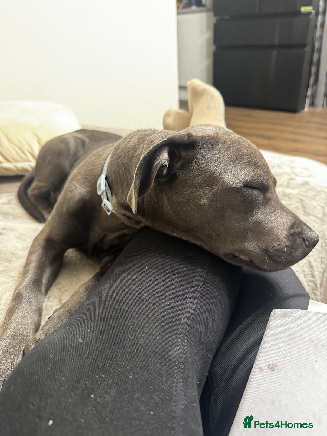 Staffordshire Bull Terrier dogs for sale: Staffordshire terrier pup boy 3 months old ;) - Image 3