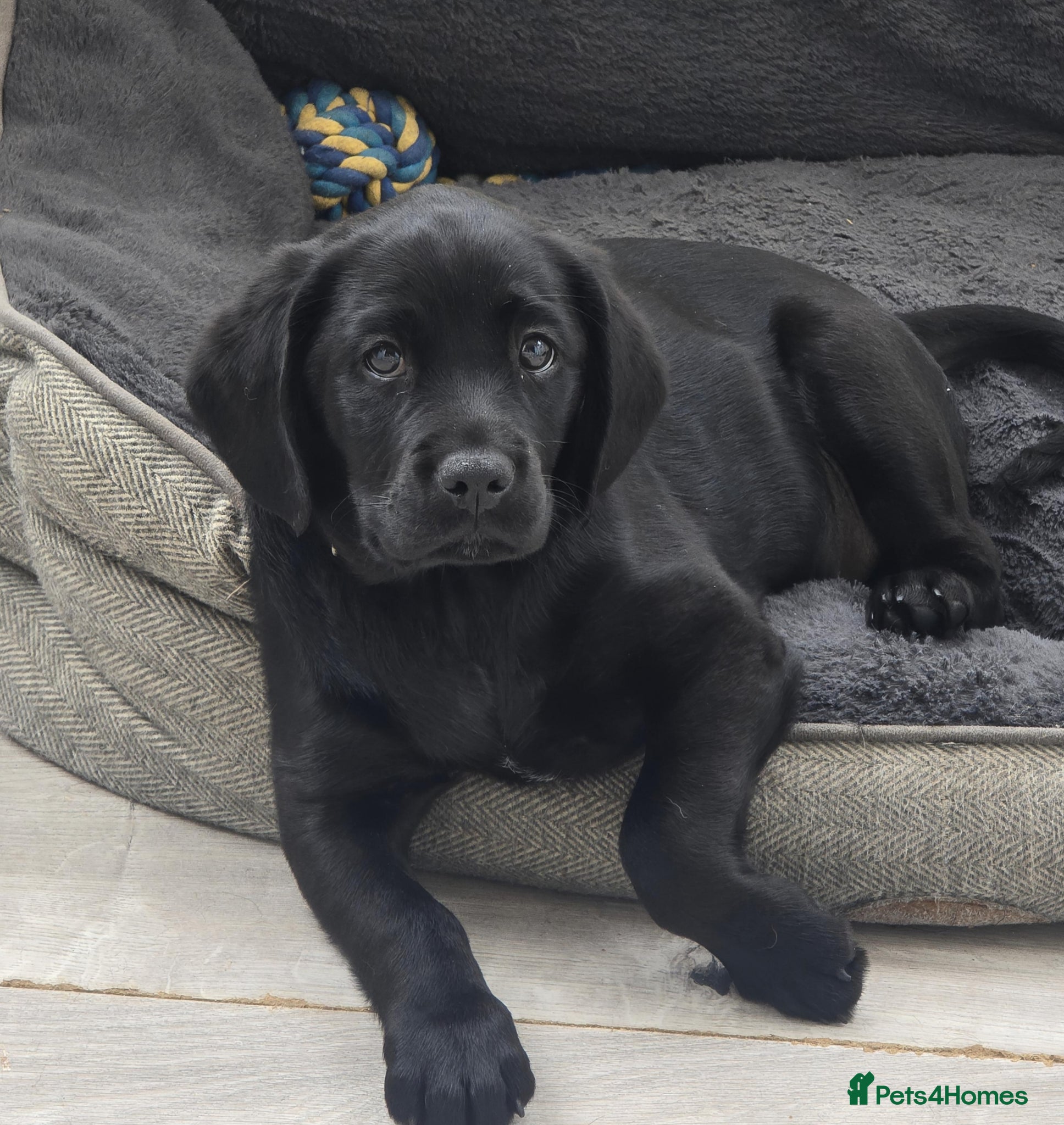 Mixed Breed dogs Cavador! Rare Ready 2 leave. 1 beautiful boy left. - Advert 1