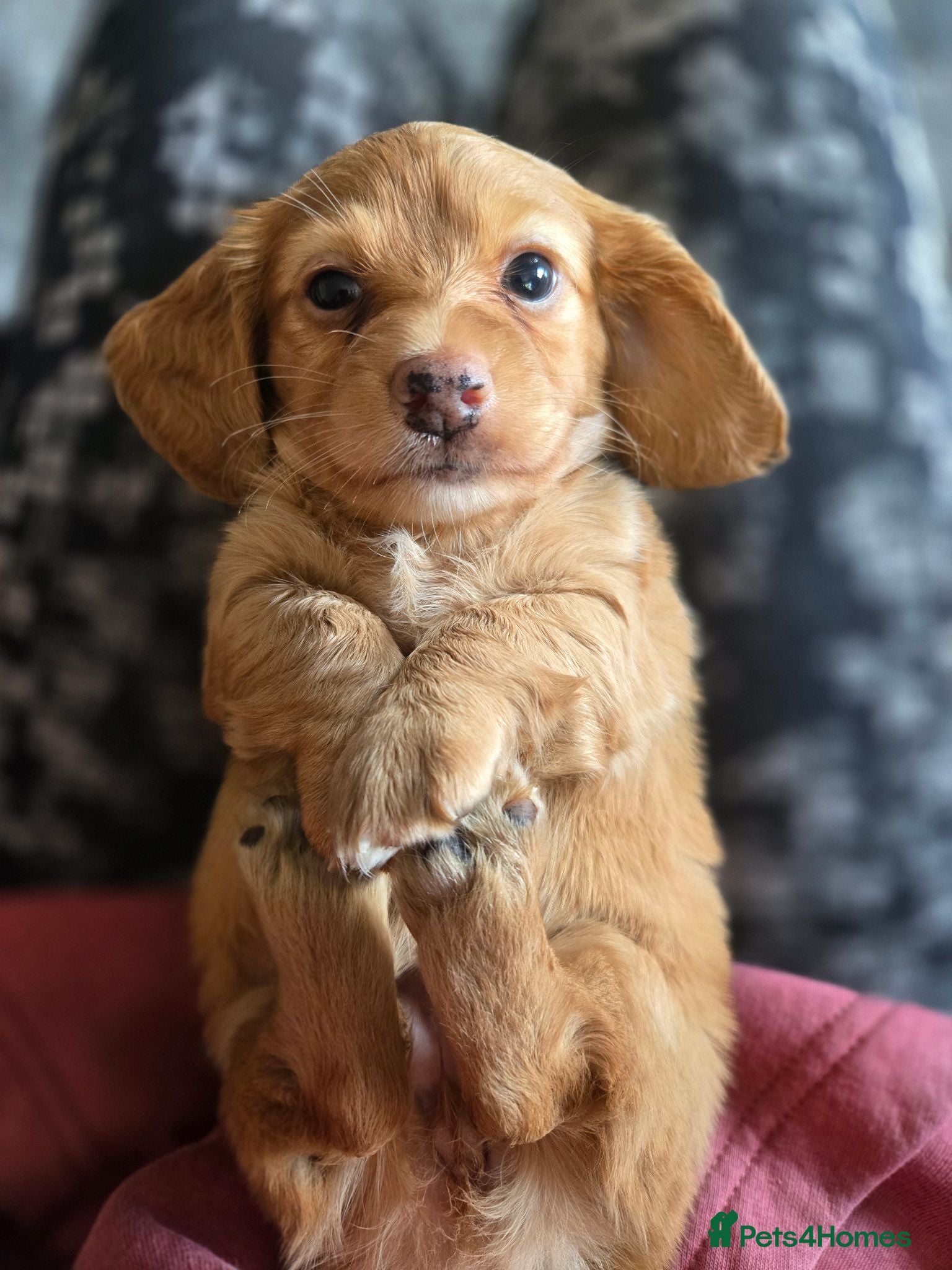 Miniature Dachshund dogs ❤️KC registered miniature dachshund puppies❤️ - Advert 1