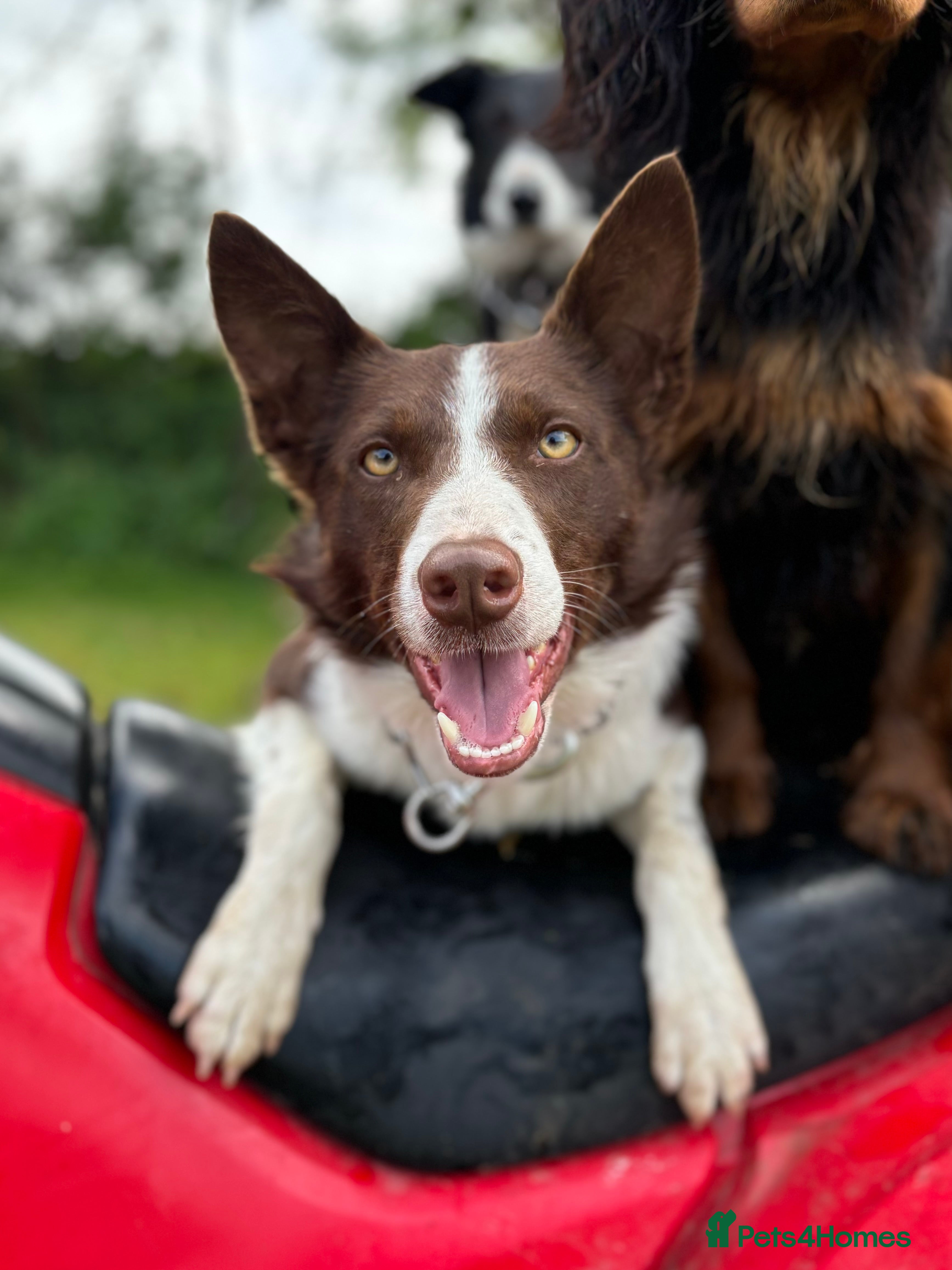 Border Collie dogs ISDS reg Red & White Collie Stud - Advert 3