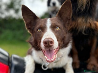 Border Collie dogs ISDS reg Red & White Collie Stud - Advert 1