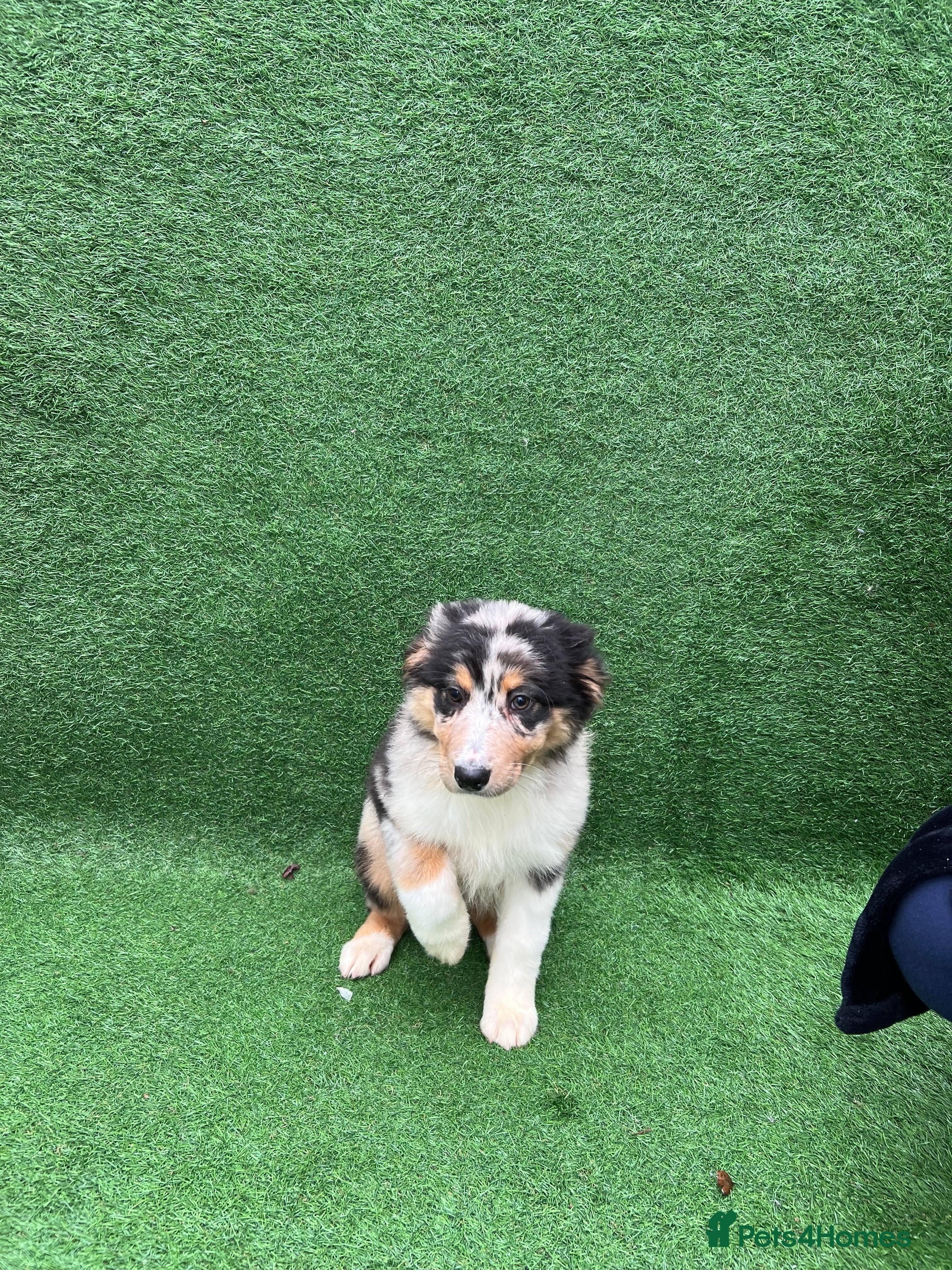 Australian Shepherd dogs Australia shepherd Kc puppies ONE LEFT  - Advert 1