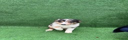 Australian Shepherd dogs for sale: Australia shepherd Kc puppies ONE LEFT  - Advert 1