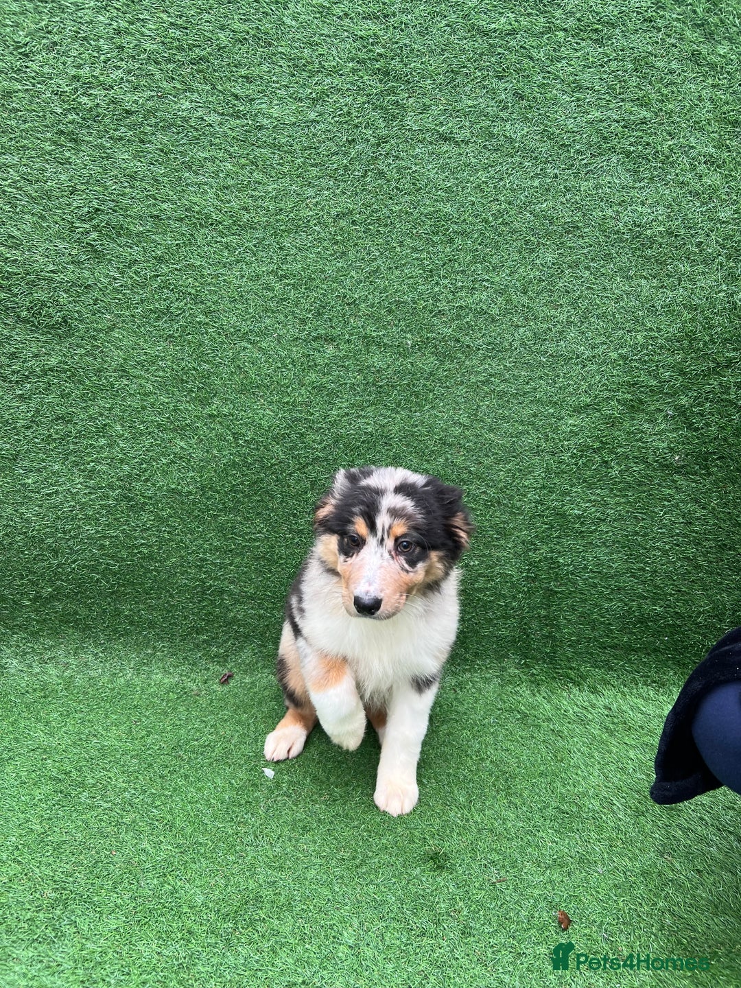 Australian Shepherd dogs for sale: Australia shepherd Kc puppies ONE LEFT  - Advert 1