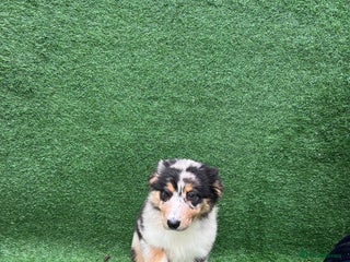Australian Shepherd dogs Australia shepherd Kc puppies ONE LEFT - Advert 8