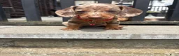 Dachshund dogs for sale: Beautiful littler of dachshund puppies  - Advert 4