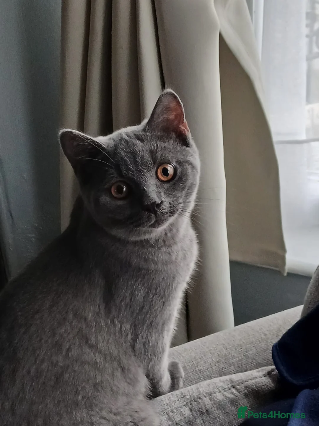 British Shorthair cats for sale: Bsh blue boy  gccf registered  - Advert 2