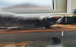 British Shorthair cats for sale: ❤️Gorgeous Scottish Fold/Straight kittens❤️ - Image 31