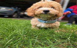 Cavapoo dogs for sale: Stunning Cavapoo Pup - Image 5