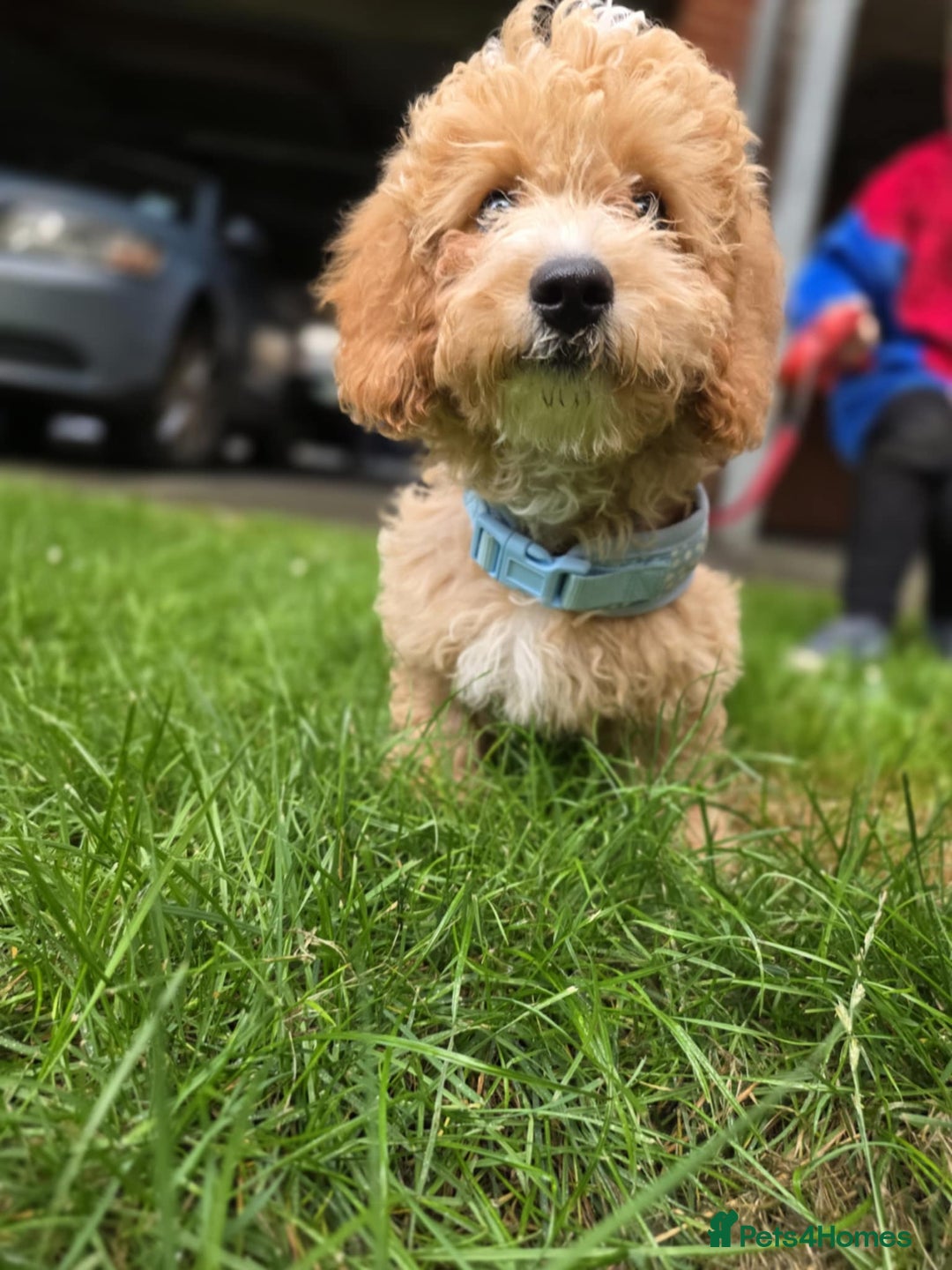 Cavapoo dogs for sale: Stunning Cavapoo Pup - Image 5