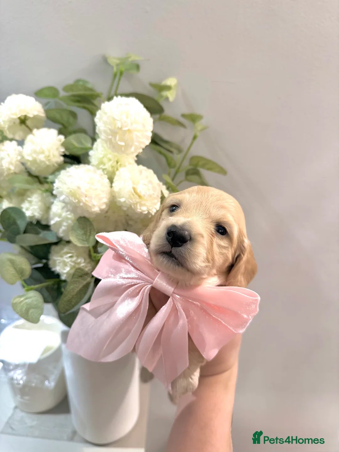 Miniature Dachshund dogs for sale: KC Registered Miniature Dachshund Puppies🤎 - Advert 2