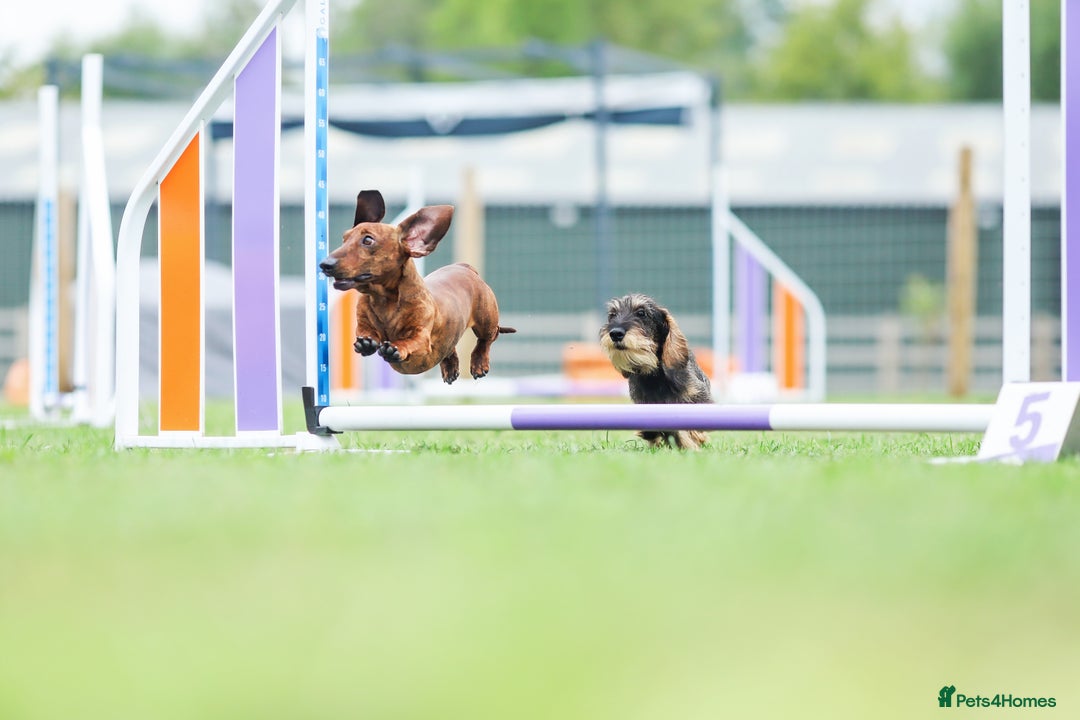 Dachshund dogs for stud: Miniature Smooth Dachshund Brindle KC reg in Nottingham - Image 3