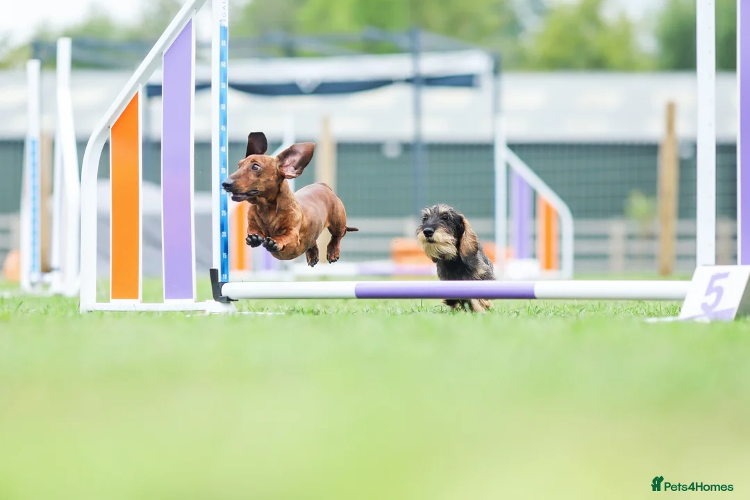 Dachshund dogs for stud: Miniature Smooth Dachshund Brindle KC reg in Nottingham - Advert 4