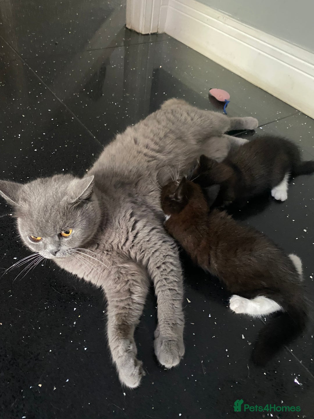 Mixed Breed cats for sale: X BRITISH SHORT adorable kittens ready 4 new home - Image 10