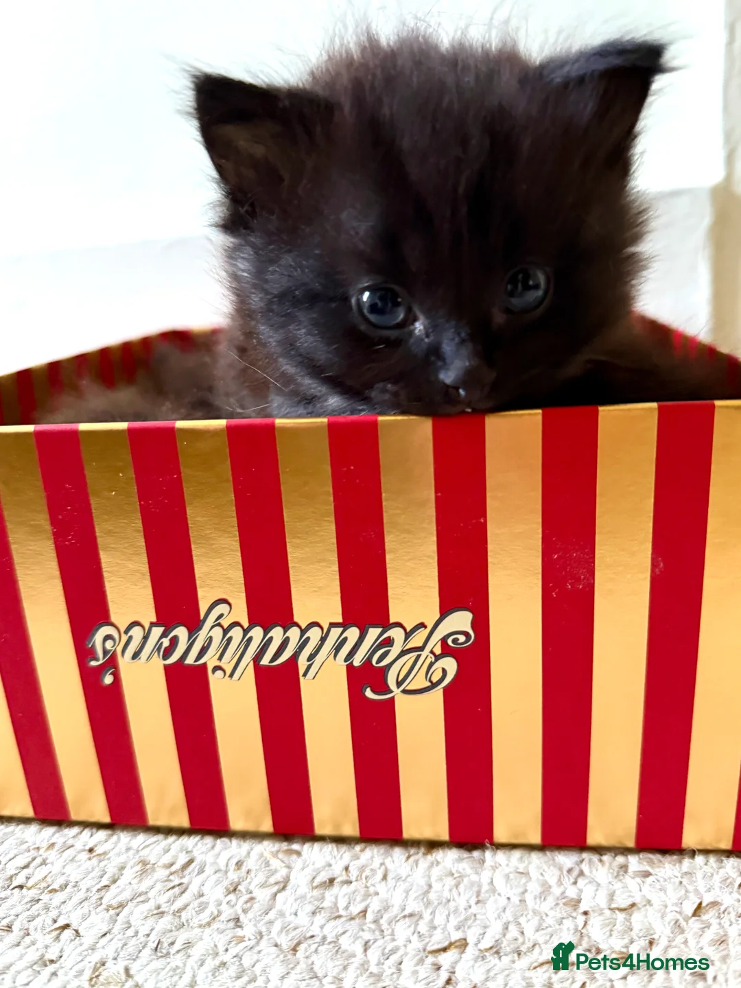 Ragdoll cats for sale: Adorable Ragdoll/ Maine Coon Mix for Forever Homes - Advert 9