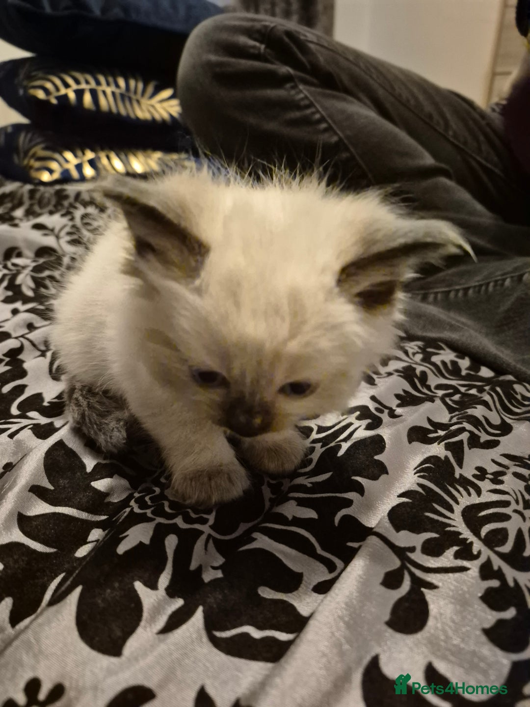 Ragdoll cats for sale: Seal point ragdoll kittens ready 28th December  - Advert 4