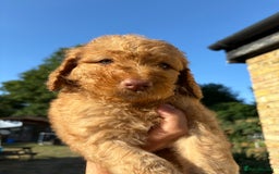 Labradoodle dogs for sale: F1B Labradoodles: available from Aug 2nd. in Uxbridge - Image 7