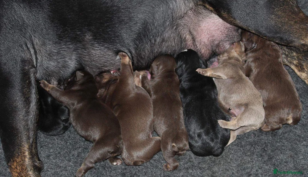 English Bulldog dogs for stud: *ROGUEROYALES Stud Valentino* Health Tested Clear in Wolverhampton - Advert 19