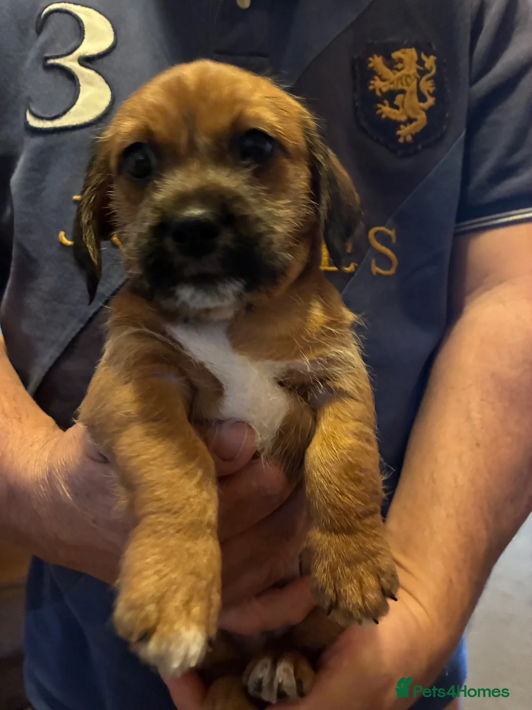 Mixed Breed dogs for sale: Shih-tzu cross jackshund in Bordon - Advert 2