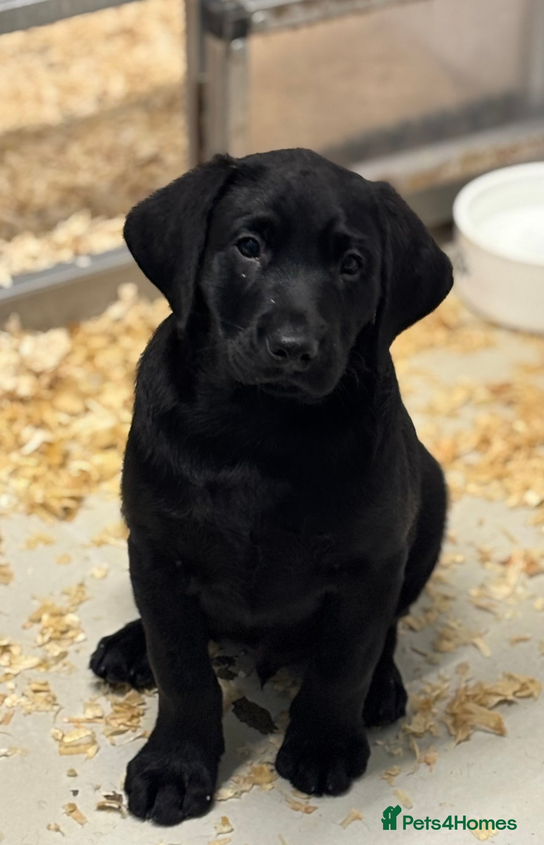 Labrador Retriever dogs for sale: Ready to leave. FULLY HEALTH TESTED male labs  in Leyburn - Image 2