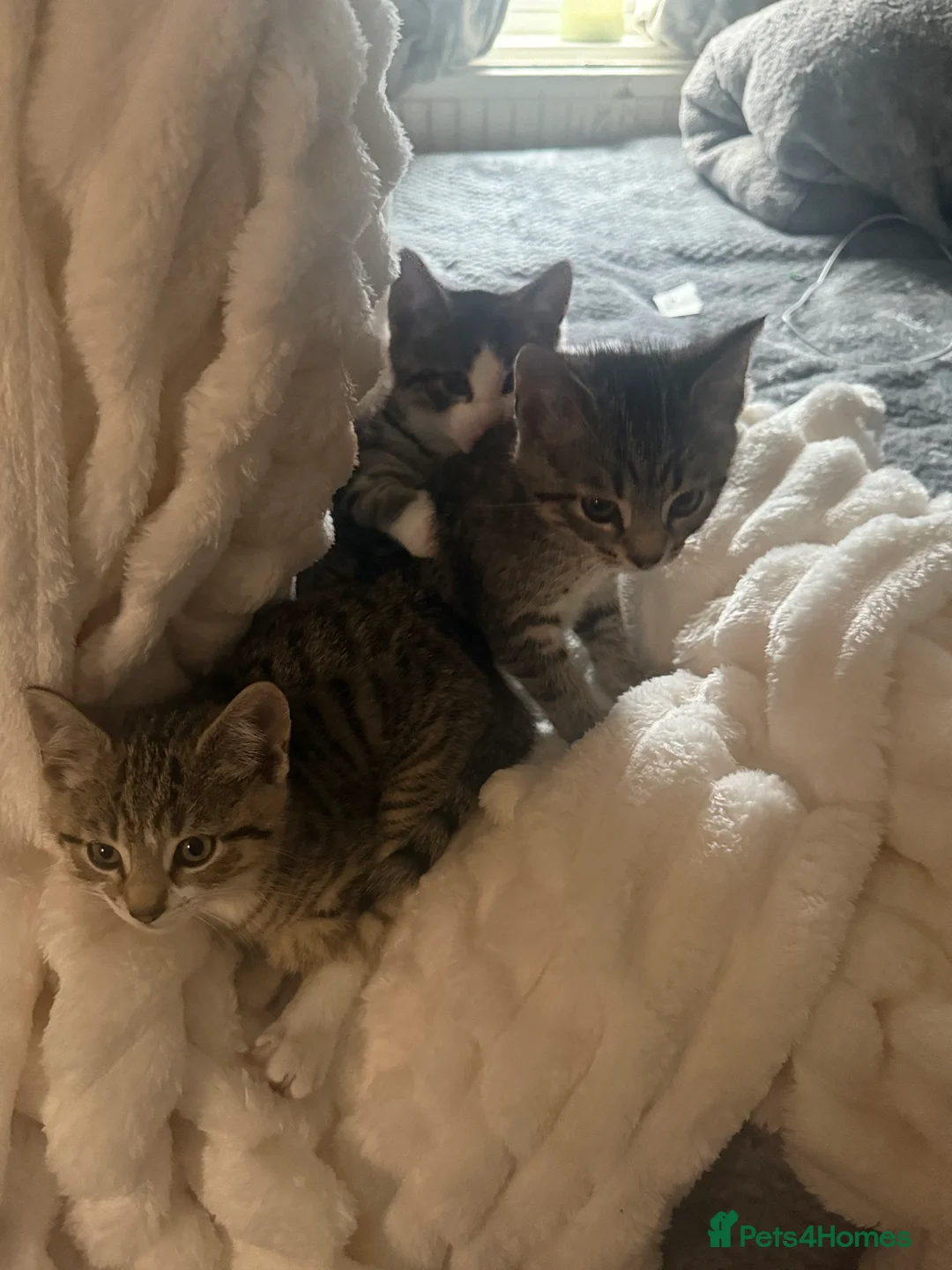 Mixed Breed cats for sale: 3 mixed tabby kittens for sale!  - Advert 3