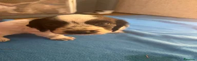 Cocker Spaniel 1