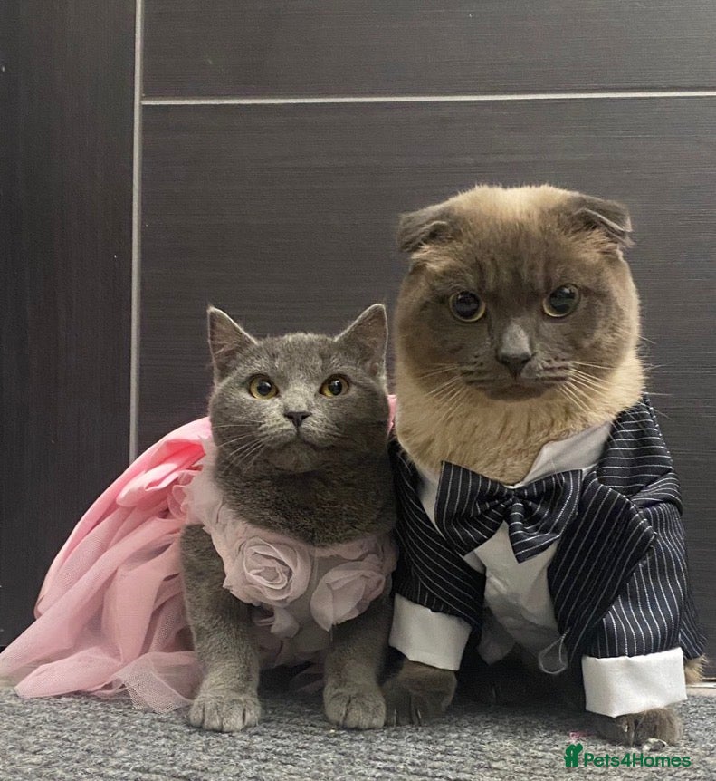 Scottish Fold cats Scottish fold and british shorthair for sale  - Advert 2