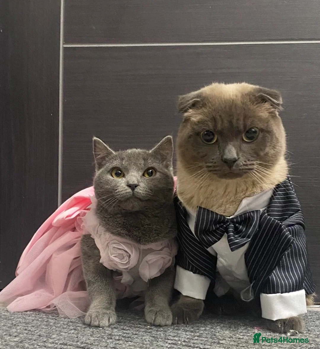 Scottish Fold cats for sale: Scottish fold and british shorthair for sale  in Bradford - Advert 1