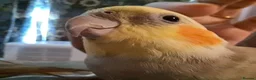 Cockatiels birds for sale: Two funny cuddle loving male cockatiels in Braintree - Advert 6