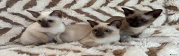 Tonkinese cats for sale: Exceptional pedigree Tonkinese - Advert 5