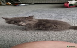 Mixed Breed cats for sale: Loving kittens for sale - Image 2